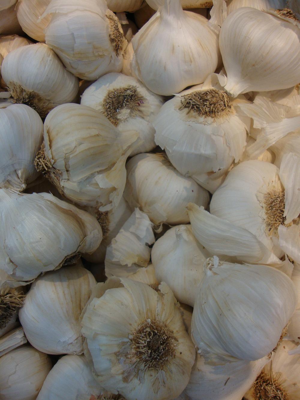 Photo of Garlic (Allium sativum) uploaded by Paul2032