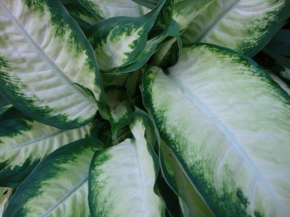 Photo of Dumb Cane (Dieffenbachia bowmannii) uploaded by Paul2032