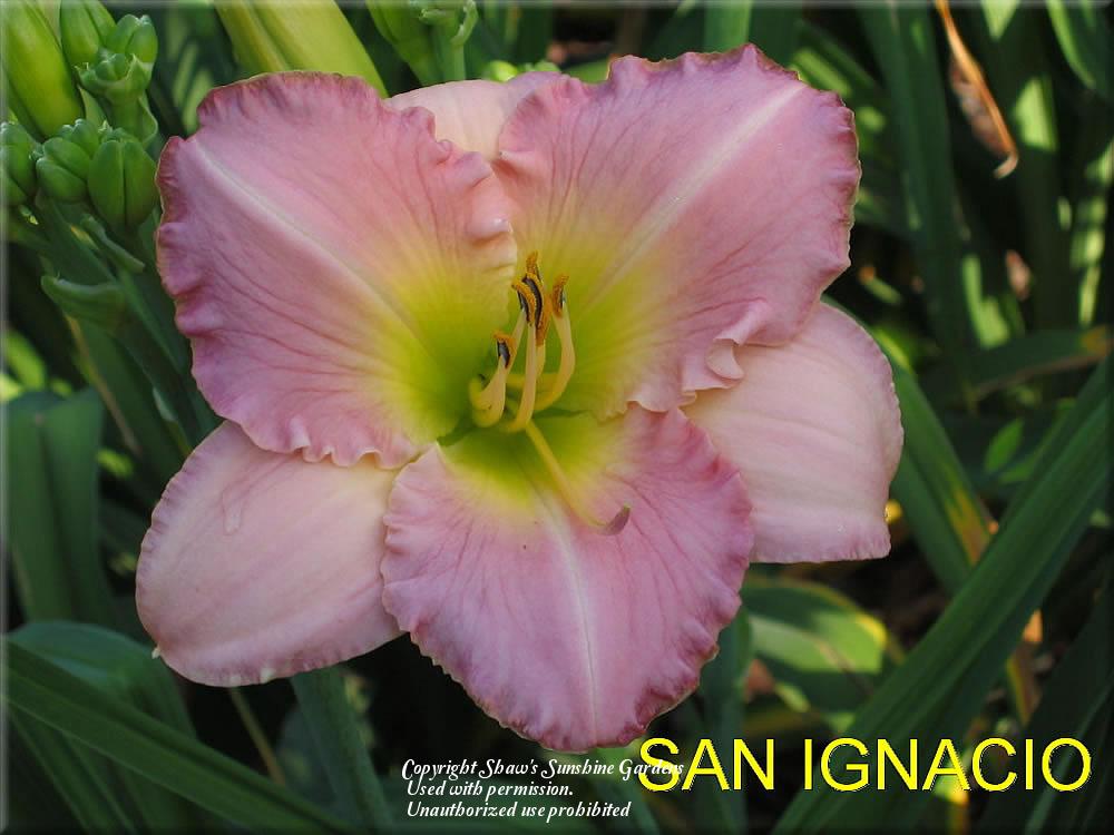 Photo of Daylily (Hemerocallis 'San Ignacio') uploaded by vic