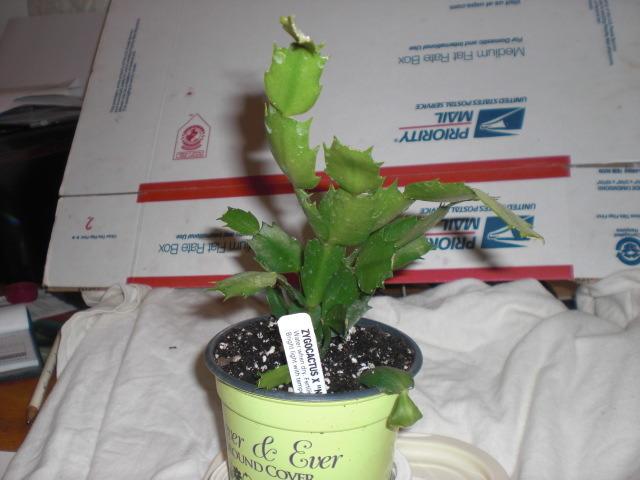 Photo of Thanksgiving Cactus (Schlumbergera 'Nicole') uploaded by Cahac