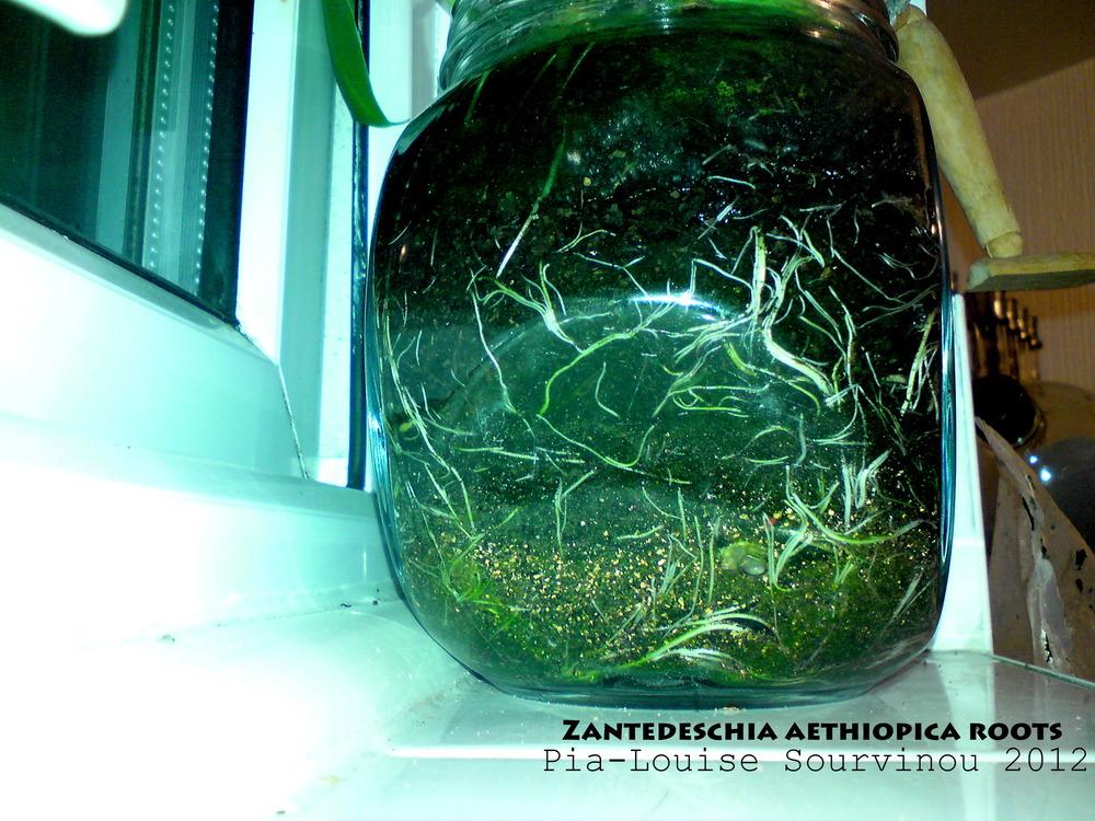Photo of Calla Lily (Zantedeschia aethiopica) uploaded by PiaLouiseSourvi