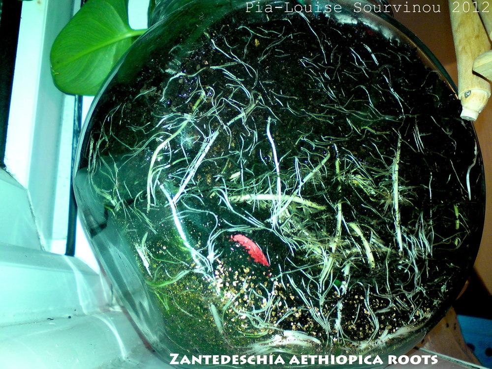 Photo of Calla Lily (Zantedeschia aethiopica) uploaded by PiaLouiseSourvi