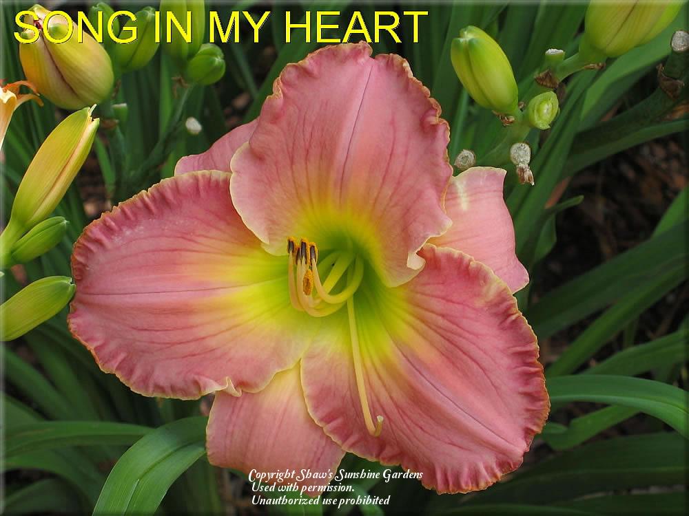 Photo of Daylily (Hemerocallis 'Song in My Heart') uploaded by vic