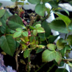 
Date: 2012-12-29
My miniature roses