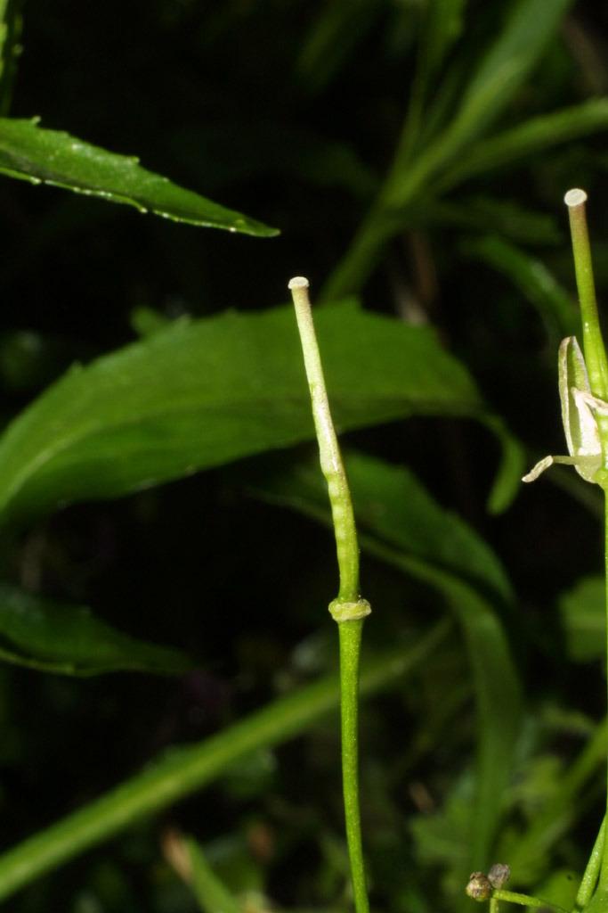 Photo of Broadleaf Toothwort (Cardamine diphylla) uploaded by SongofJoy