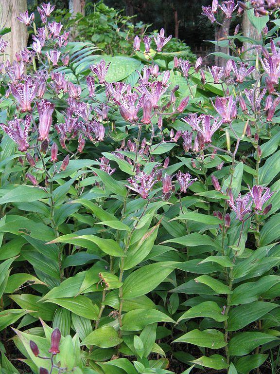 Photo of the entire plant of Toad Lily (Tricyrtis 'Sinonome') posted by