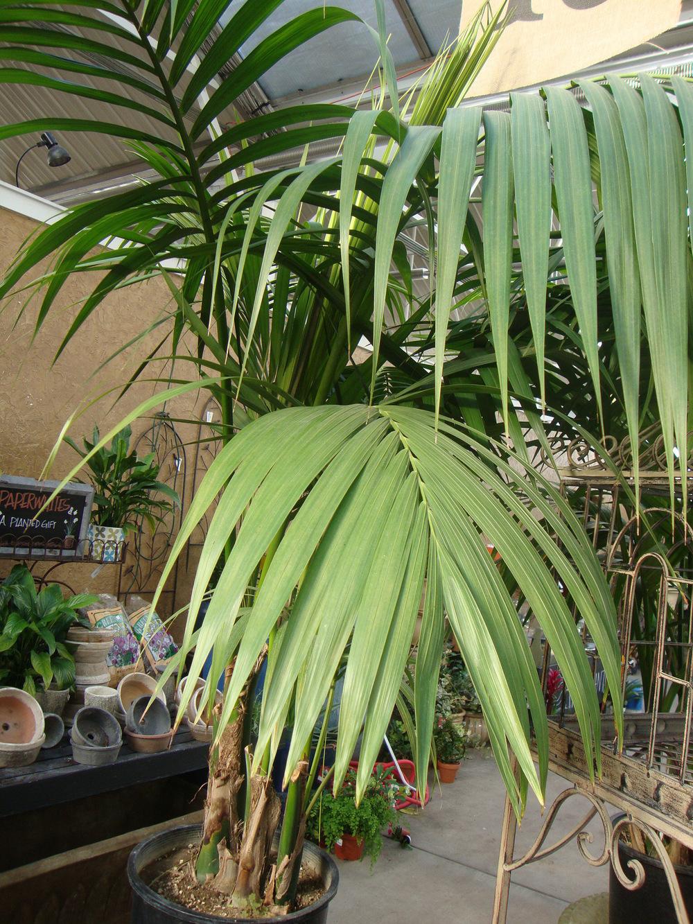 Photo of Kentia Palm (Howea forsteriana) uploaded by Paul2032