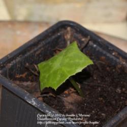 Location: My garden in Gent, Belgium
Date: 2011-02-12
Sprouted leaf from a new shoot emerged from a root of the motherp
