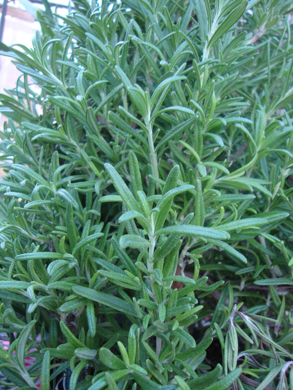 Photo of Rosemary (Salvia rosmarinus) uploaded by Paul2032