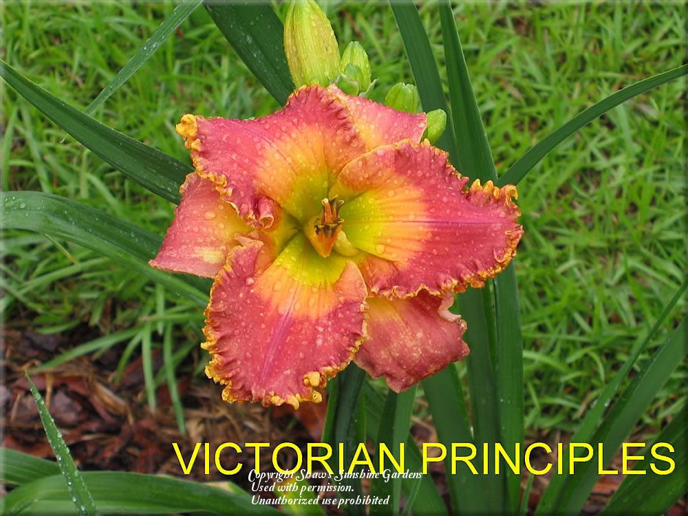 Photo of Daylily (Hemerocallis 'Victorian Principles') uploaded by vic