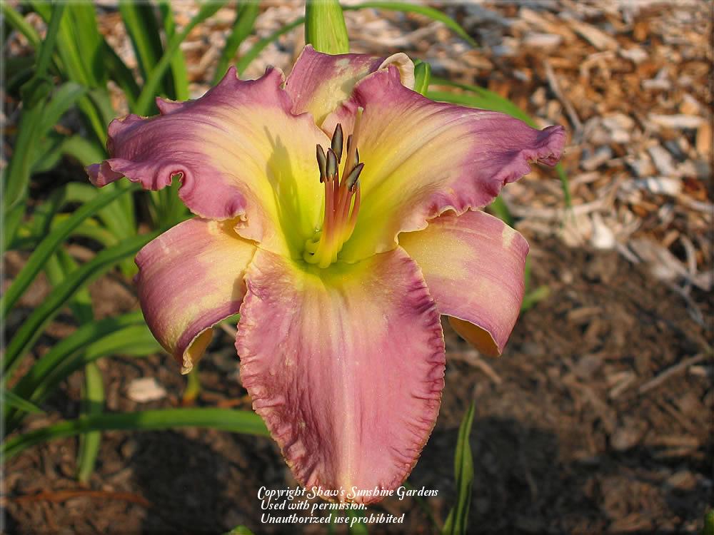 Photo of Daylily (Hemerocallis 'Wind in the Rigging') uploaded by vic
