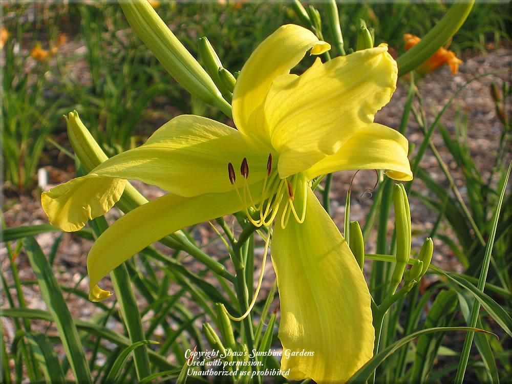 Photo of Daylily (Hemerocallis 'Yellow Angel') uploaded by vic