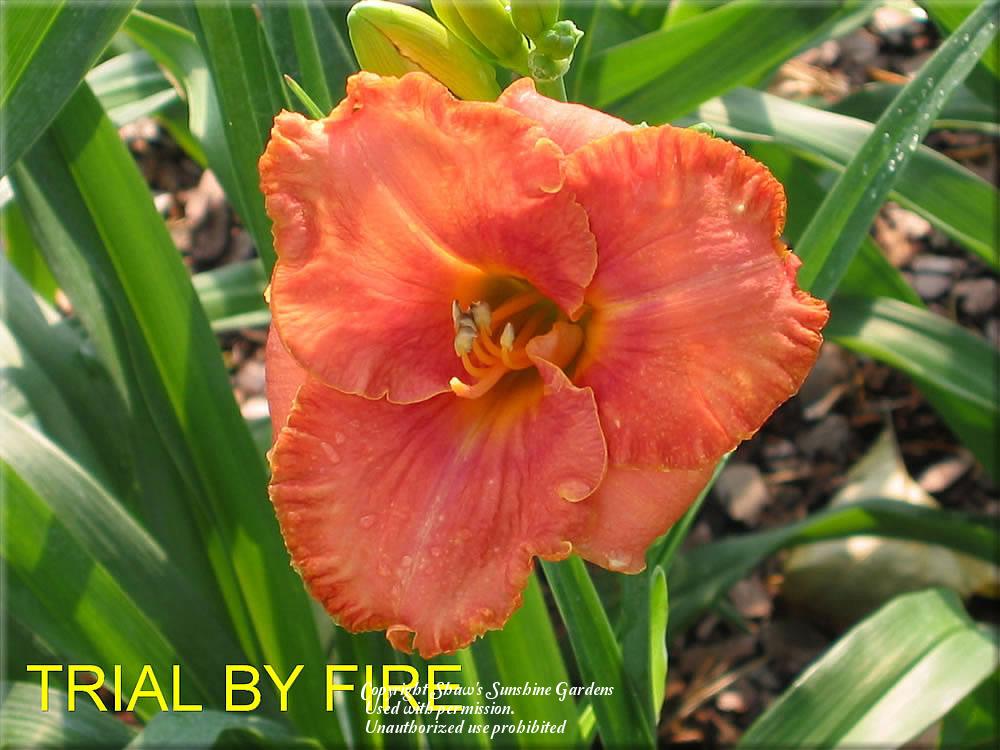 Photo of Daylily (Hemerocallis 'Trial by Fire') uploaded by vic