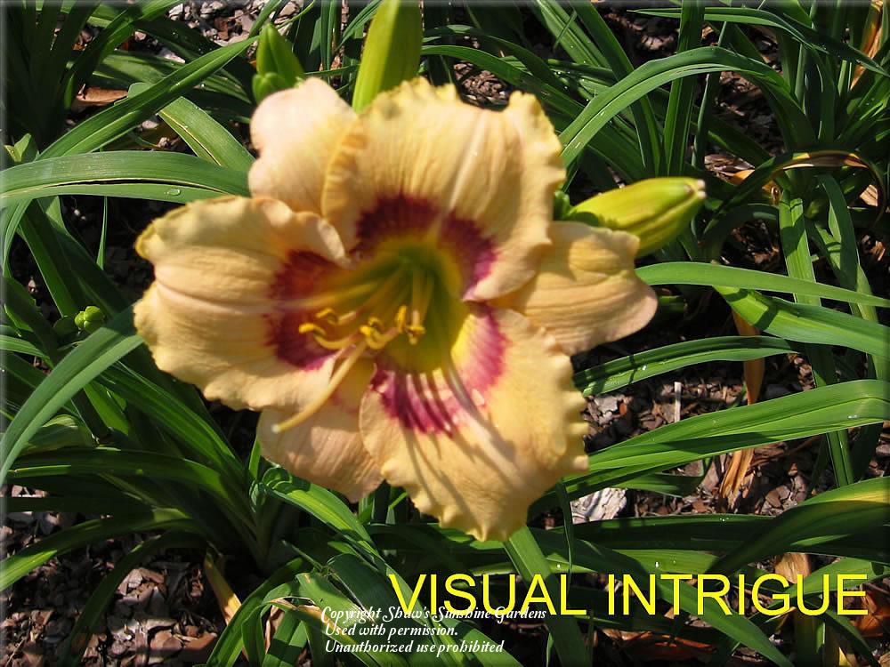 Photo of Daylily (Hemerocallis 'Visual Intrigue') uploaded by vic
