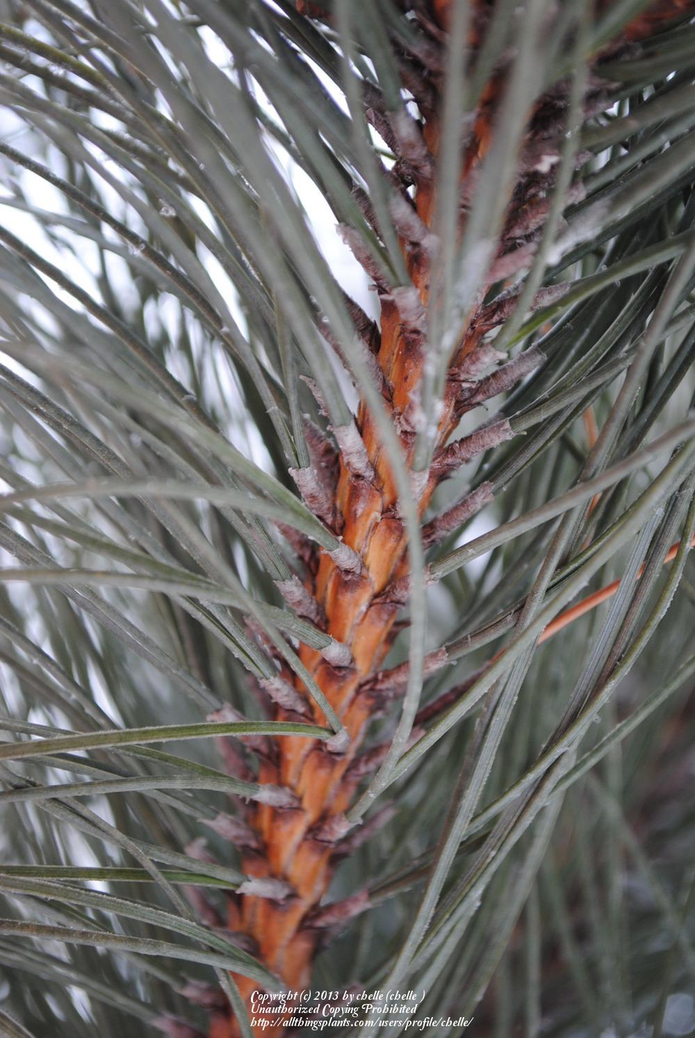 Photo of Austrian Pine (Pinus nigra) uploaded by chelle