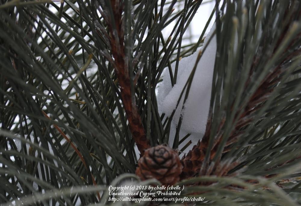Photo of Austrian Pine (Pinus nigra) uploaded by chelle