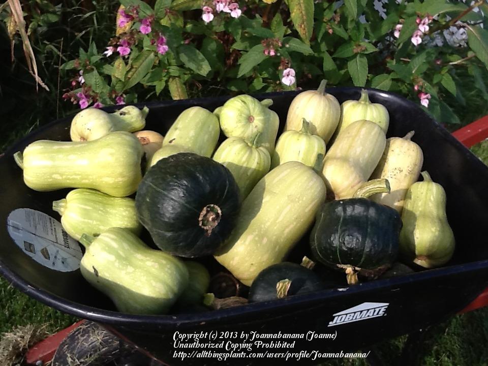 Summer Squash vs Winter Squash