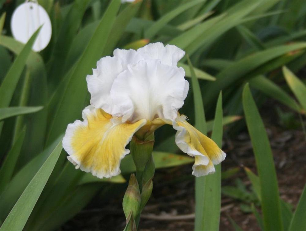 Photo of Tall Bearded Iris (Iris 'Sofia') uploaded by KentPfeiffer