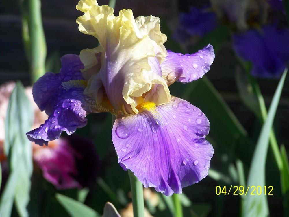 Photo of Tall Bearded Iris (Iris 'In Your Dreams') uploaded by Misawa77