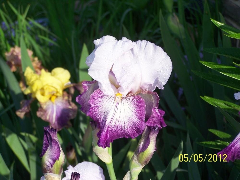 Photo of Tall Bearded Iris (Iris 'Quiz Show') uploaded by Misawa77