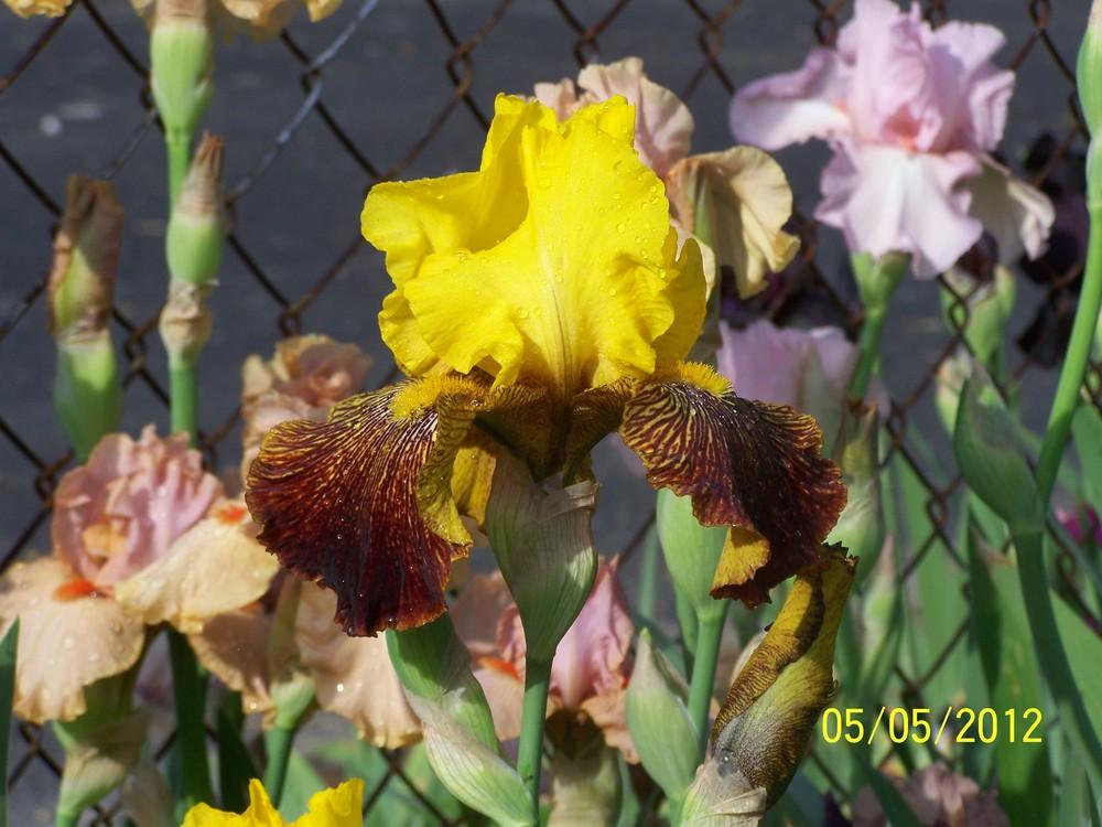 Photo of Tall Bearded Iris (Iris 'Los Coyotes') uploaded by Misawa77