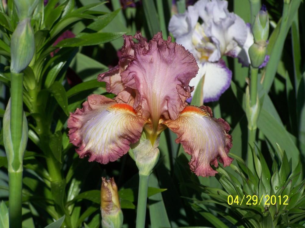 Photo of Tall Bearded Iris (Iris 'Halo in Rosewood') uploaded by Misawa77