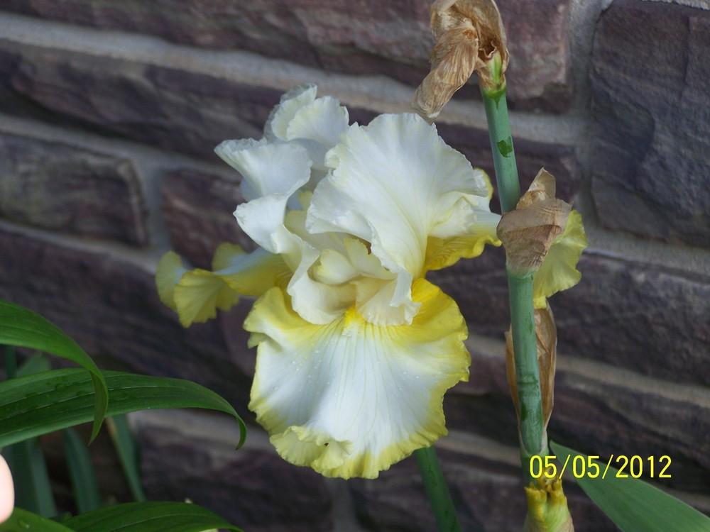 Photo of Tall Bearded Iris (Iris 'Vatican Flag') uploaded by Misawa77
