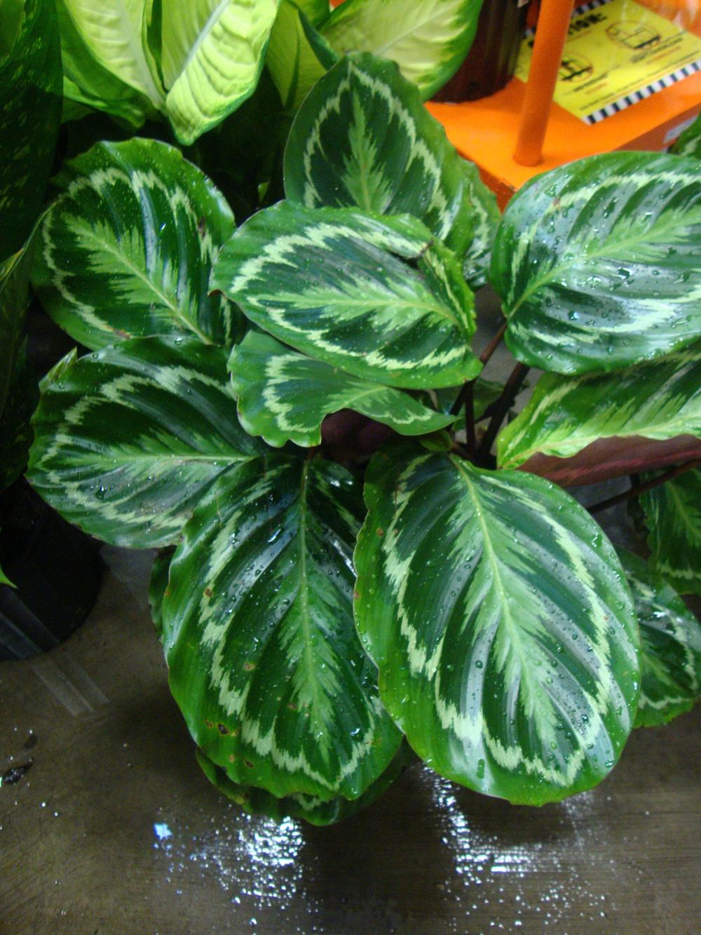 Photo of Rose Painted Calathea (Goeppertia roseopicta) uploaded by Paul2032