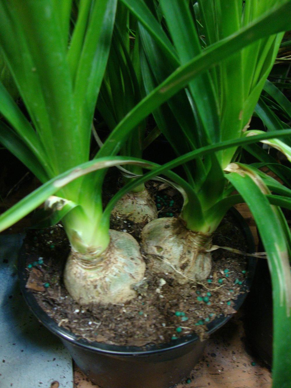 Photo of Ponytail Palm (Beaucarnea recurvata) uploaded by Paul2032