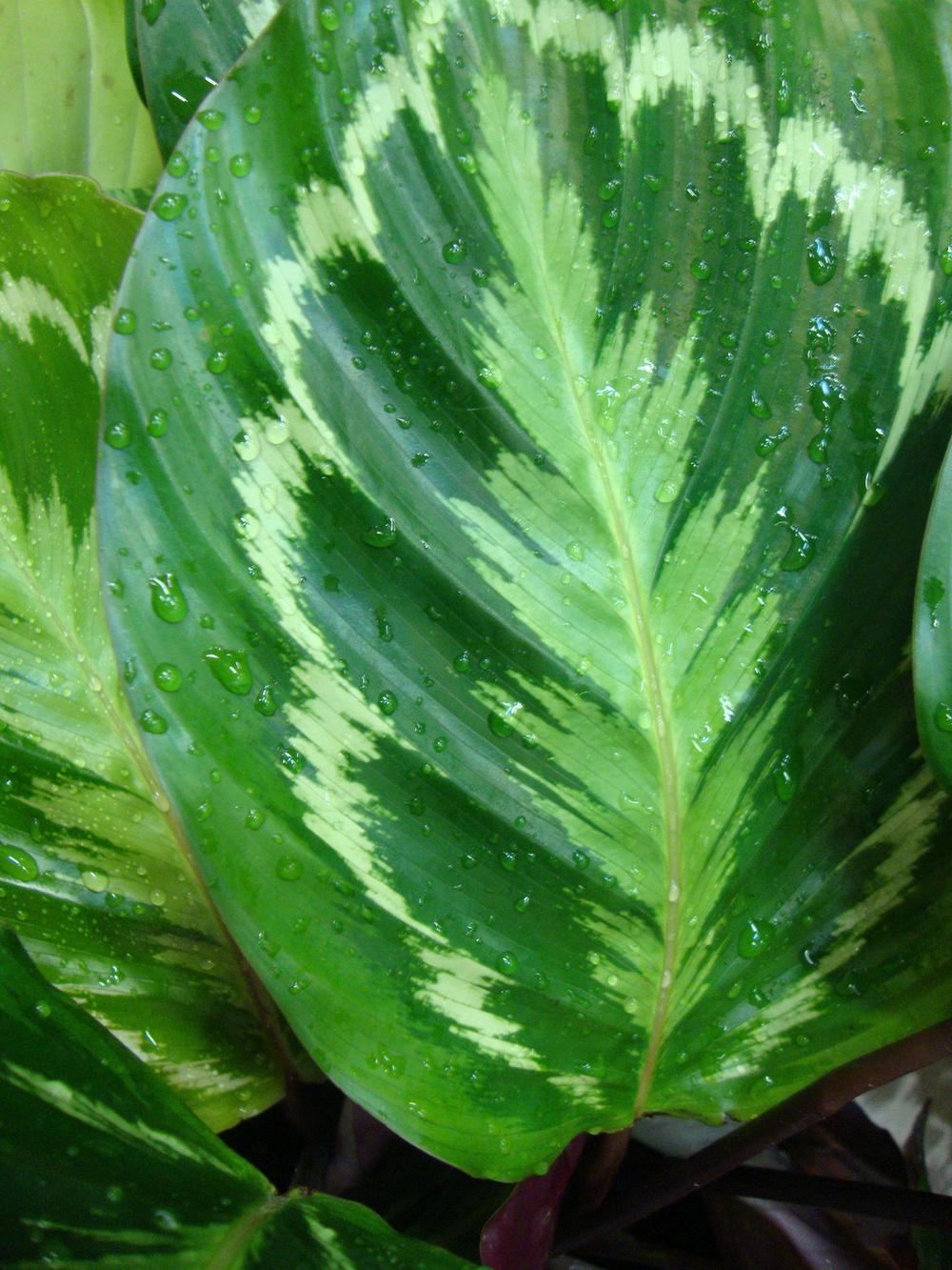 Photo of Rose Painted Calathea (Goeppertia roseopicta) uploaded by Paul2032