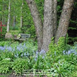 Location: My Northeastern Indiana Gardens - Zone 5b
Date: 2012-05-01
In the garden...