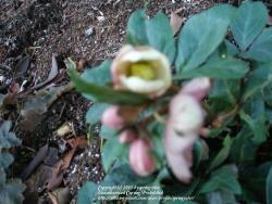 Thumb of 2013-01-03/springcolor/ae266a