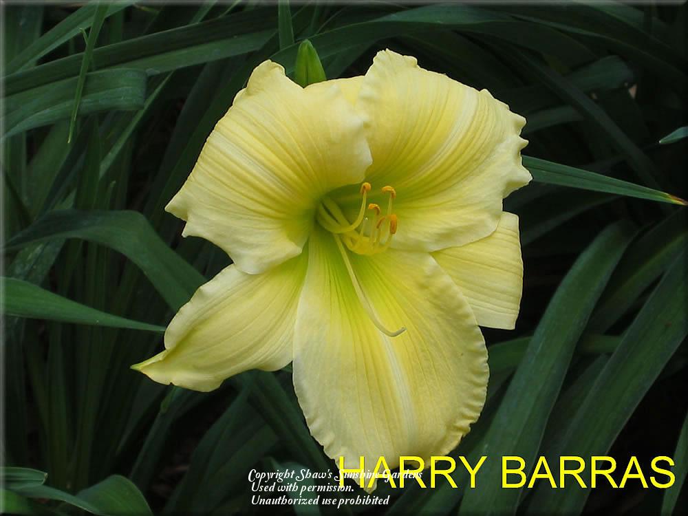 Photo of Daylily (Hemerocallis 'Harry Barras') uploaded by vic