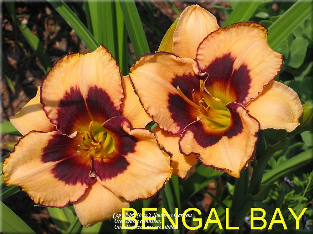 Photo of Daylily (Hemerocallis 'Bengal Bay') uploaded by vic