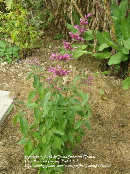 Photo of Mexican Giant Hyssop (Agastache mexicana) uploaded by JonnaSudenius
