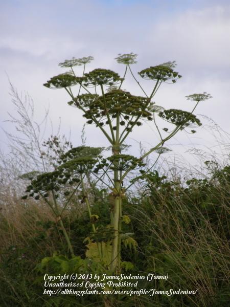 Photo of Giant Hogweed (Heracleum mantegazzianum) uploaded by JonnaSudenius