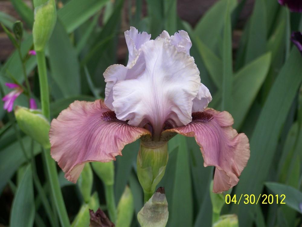 Photo of Tall Bearded Iris (Iris 'Imprimis') uploaded by Misawa77