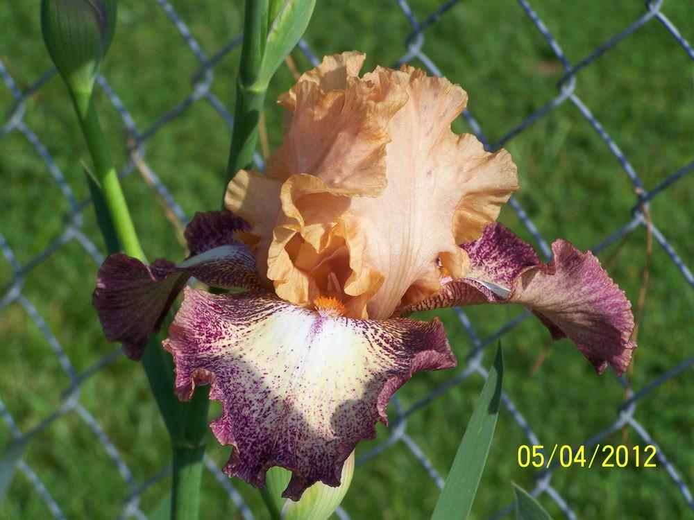Photo of Tall Bearded Iris (Iris 'Llama Mama') uploaded by Misawa77