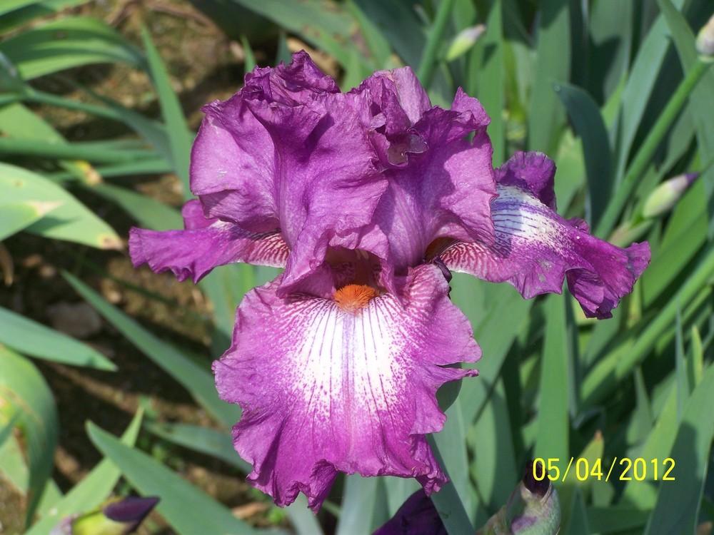 Photo of Tall Bearded Iris (Iris 'Wonderful World') uploaded by Misawa77
