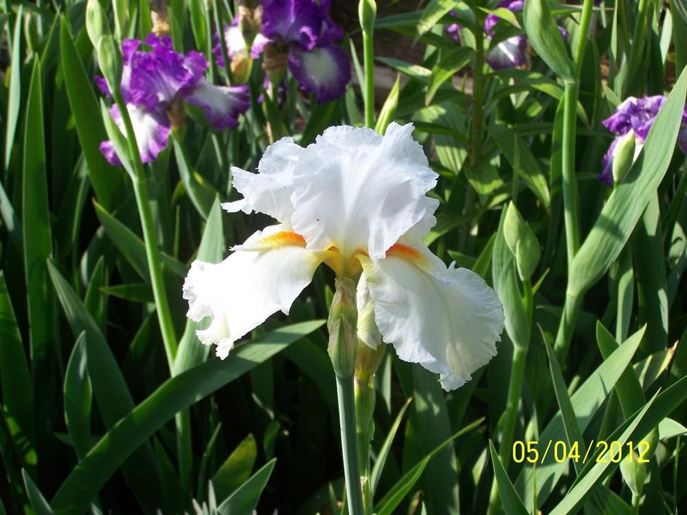 Photo of Tall Bearded Iris (Iris 'Steffie Ann') uploaded by Misawa77