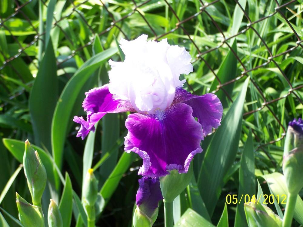 Photo of Tall Bearded Iris (Iris 'Gay Parasol') uploaded by Misawa77
