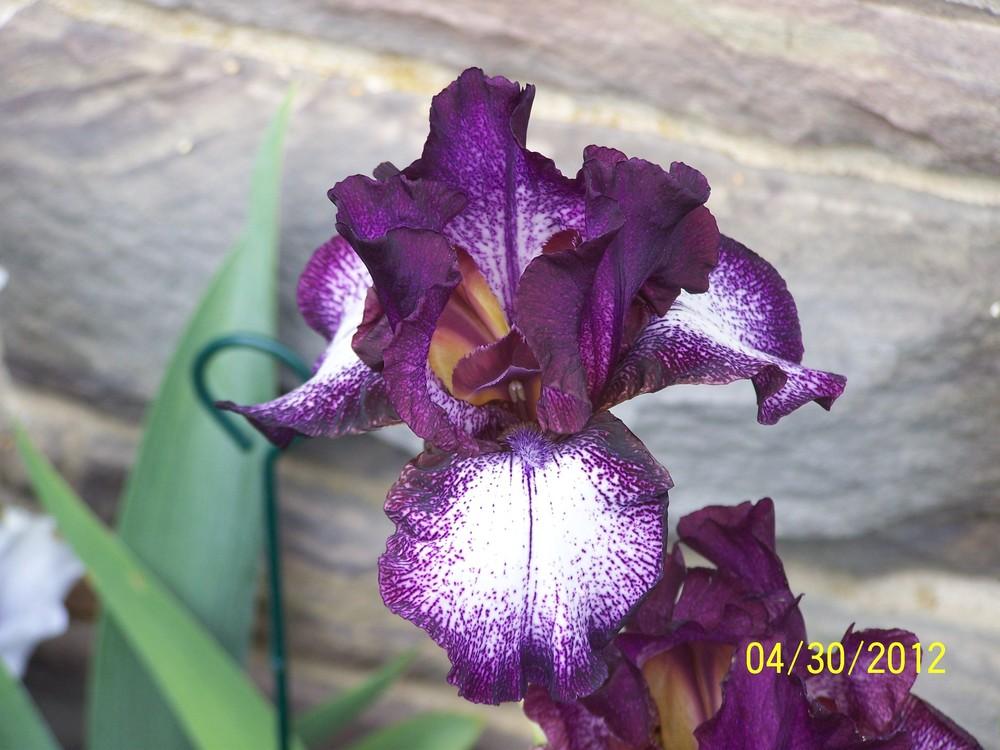 Photo of Tall Bearded Iris (Iris 'Spatzel') uploaded by Misawa77