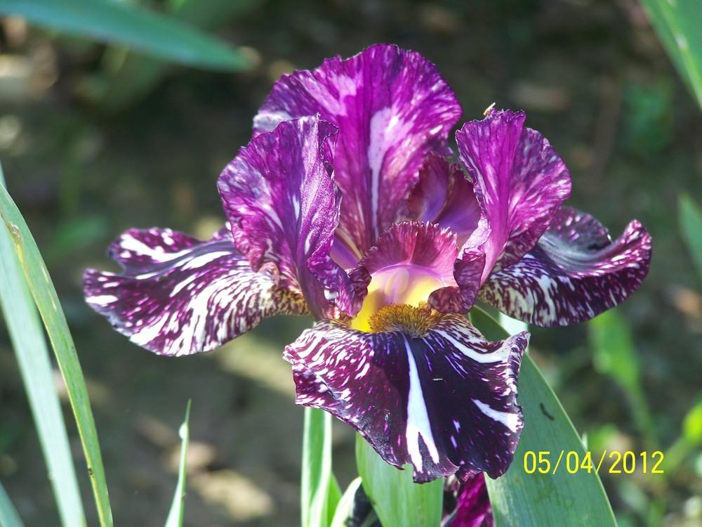 Photo of Tall Bearded Iris (Iris 'Peggy Anne') uploaded by Misawa77