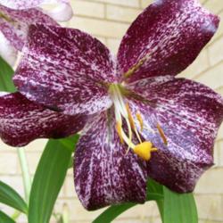 Location: Rosetta -Tasmania
Date: 4Jan 2013
For such a new Lilium, I thought the darkness in this bloom was w