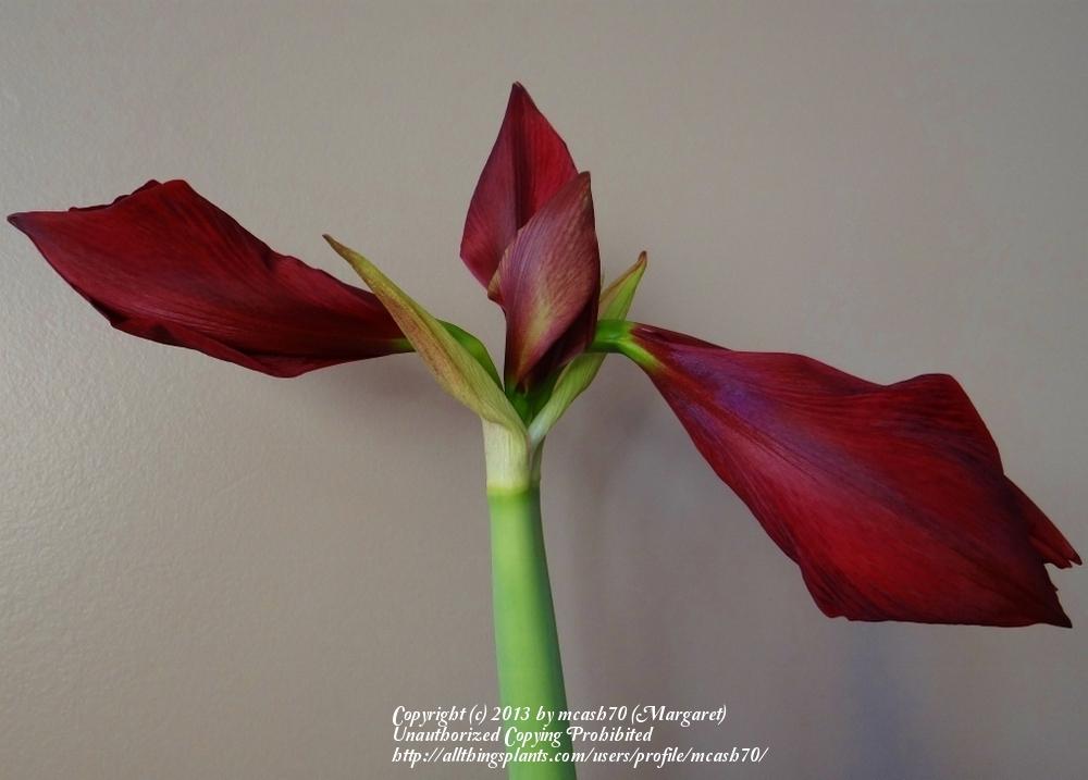 Photo of Amaryllis (Hippeastrum 'Red Pearl') uploaded by mcash70