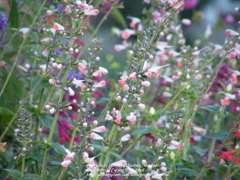 Photo of Hummingbird Sage (Salvia coccinea 'Coral Nymph') uploaded by Marilyn