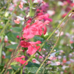Location: My garden in Kentucky
Date: 2012-10-08
Blooming along side of Salvia 'Coral Nymph'