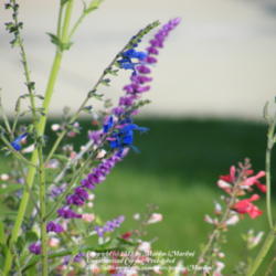 Location: My garden in Kentucky
Date: 2012-10-08
Blooming with other Salvias in the background