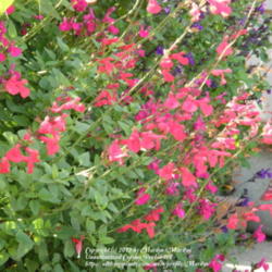 Location: My garden in Kentucky
Date: 2012-10-08
Surrounded among Salvias 'Mesa Purple' and 'San Carlos Festival' 