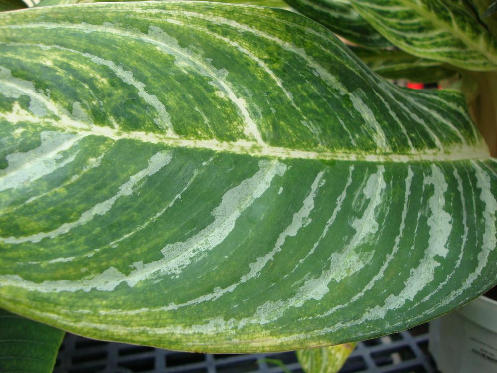 Photo of Chinese Evergreen (Aglaonema Key Lime™) uploaded by Paul2032